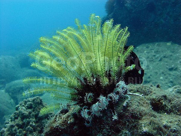 �������, ������� �����, �� ����, ����-��������� ����, ������, ����� ������, ���������� ����, ������� �����, ��������� ���, �������