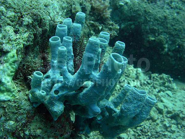 �������, �� ����, ����-��������� ����, �����, �����, ����� ������, ���������� ����, �������, ��������� ���, �������