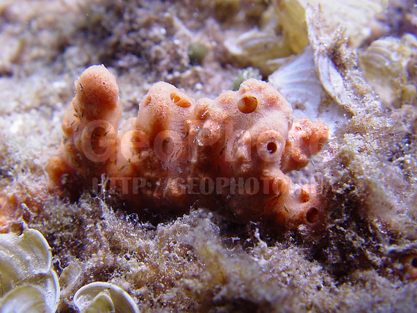 �������, �� ����, ����-��������� ����, �����, �����, ����� ������, ���������� ����, ��������� ���, �������