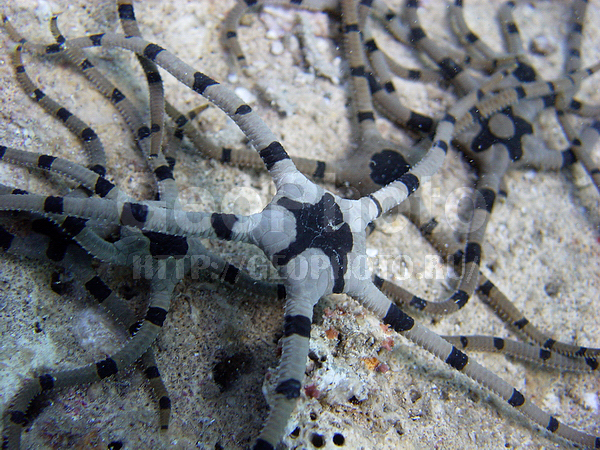 �������, �� ����, ������ ���������, ����-��������� ����, ����� ������, �������c���, ���������, ���������� ����, ������, ������, ��������� ���, �������