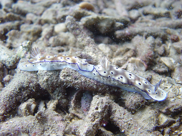 �������, �� ����, ����-��������� ����, ������������, ������������ ��������, ������������ �������, ����� ������, ���������� ����, ��������� ���, �������, ����������