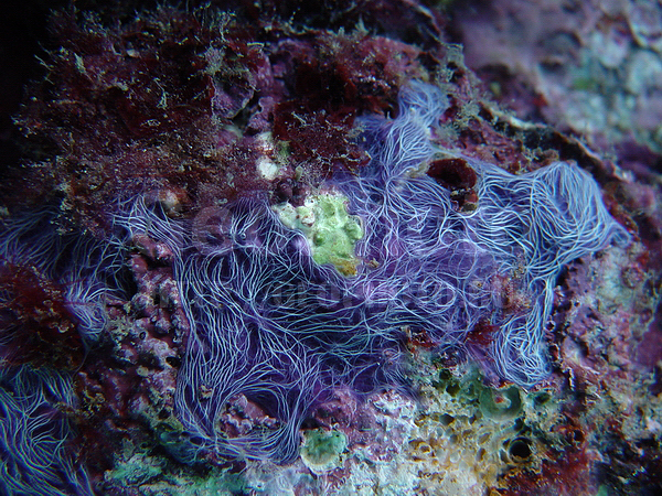 �������, �� ����, ��������, ����-��������� ����, �����, �����, ����� ������, ���������� ����, ��������� ����, ��������� ���, �������, ��������