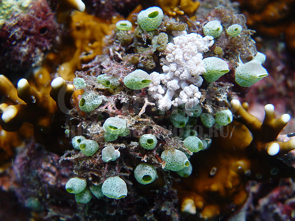 �������, ������������ ���������� �������, �� ����, ����-��������� ����, �������, ����� ������, ������� ������������ �������, ���������� ����, ��������� ���, �������, ����������