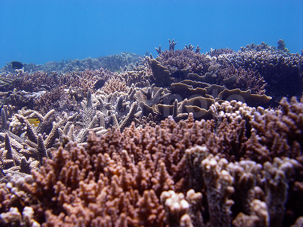 �������, �� ����, ����-��������� ����, ����� ������, ���������� ����, ��������� ���, �������