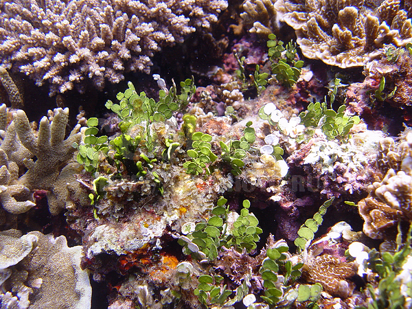 �������, �� ����, ��������, ����-��������� ����, ���������, ����� ������, �������, ���������� ���������, ���������� ����, ��������� ���, ��������, ���, �������, ��������