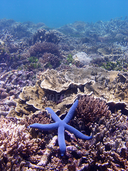 �������, �� ����, ����-��������� ����, ����� ������, ���������� ����, ��������� ���, �������