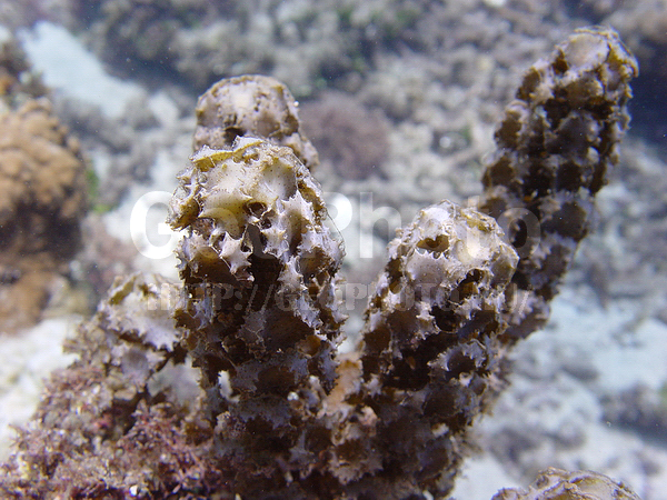 �������, �� ����, ����������, ����-��������� ����, ���������, ����� ������, ���������� ����, ��������� ���, �������, ����������