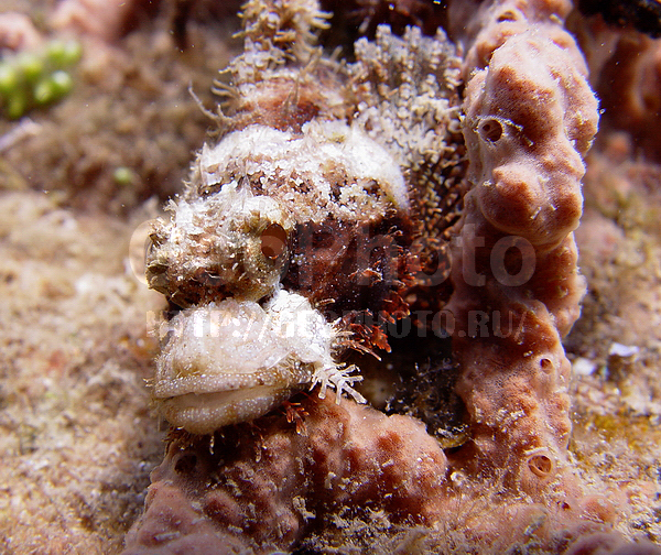 ��������� ������������, �������, �� ����, ����-��������� ����, ����� ������, ���������� ����, ��������� ���, ��������, ������������, �������