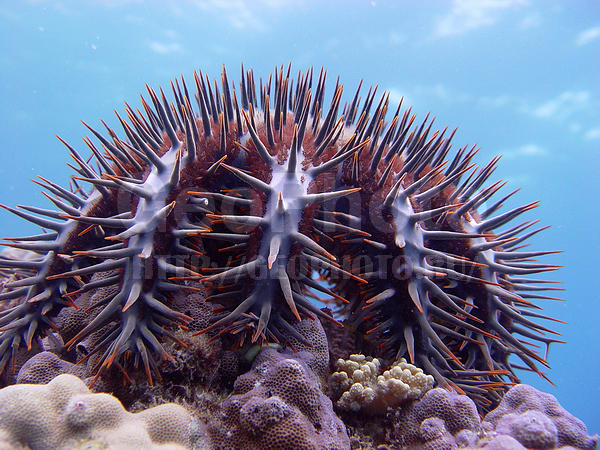 �������, �� ����, �������� �����, ����-��������� ����, ����� ������, ������, ���������� ����, ��������� ���, �������� �����, �������, ��������