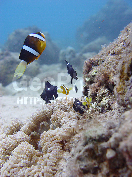 ���������, �������, �� ����, ������������� �������, ����-��������� ����, ���������, ����� ������, ���������� ����, ��������� ���, ����, ������������� �������, �������, ����������� ����