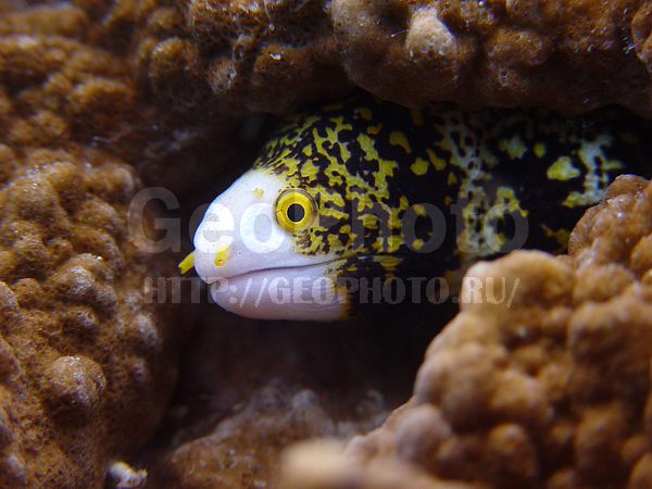 �������, �� ����, ����-��������� ����, ����� ������, ���������� ����, ������, ��������� ���, ����, ������� ������, �������, ����������� ����