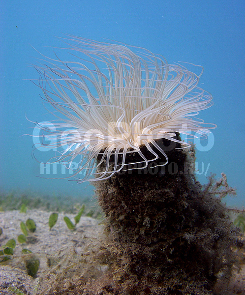 �������, �� ����, �����������, ����-��������� ����, ����� ������, ���������� ����, ��������� ���, �������, �����������