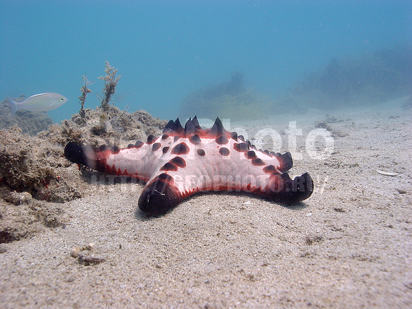 �������, �� ����, ����-��������� ����, ����� ������, ���������� ����, ������� ������, ��������� ���, �����������, �������