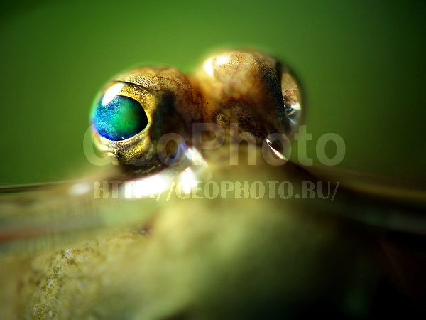 ����, �������, �� ����, ������, ������, ����, �����, ����, ��������, ����� ������, ������, ������, ������� ������, �������� �����, �������� �����, ��������� �������, ������, ����, ��� �����, �����, ������, ����, ����, �������, ����, ����, ��������, ���������, ������, �������, ����� �������, �������, ���������, �������, �����