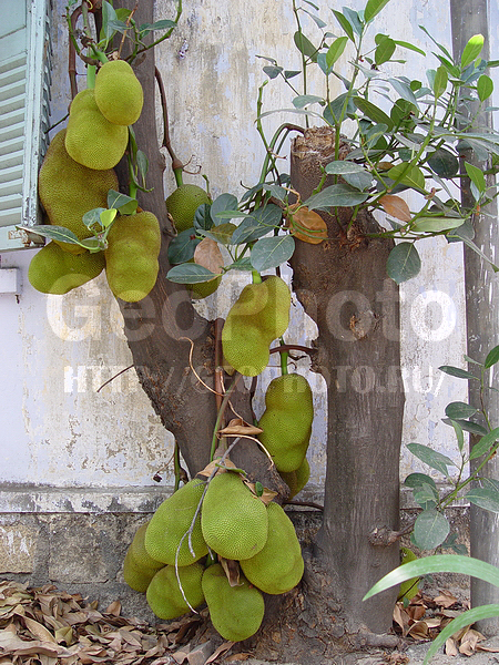 �������, �� ����, ������� ������, ����� ������, �����, ��������, �������, ����������� ��������, ������� ������