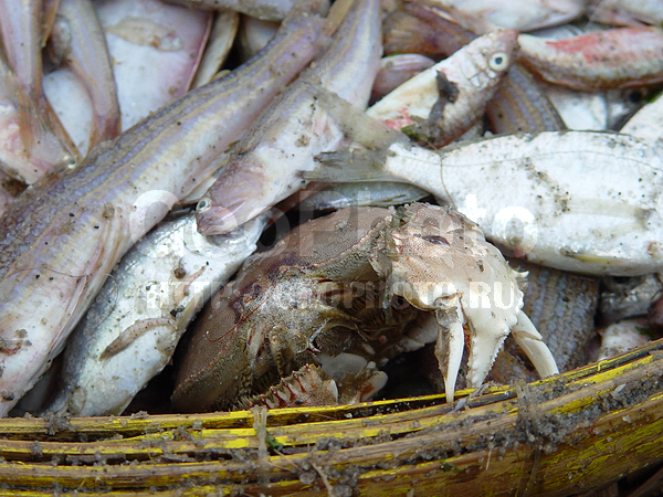 �������, �� ����, ����� ������, ������������, ������, ������� �������������, ����, ������, ������ �����, ��������, ��������