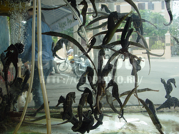 �������, �� ����, ��������, ����� ������, ������� ������, ������������ ��������