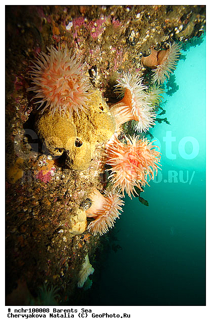 ��������� ����, �������, ������� ��������, �������, ���� ������, �����, �������, ���������� ����, ��������� ��������, ��������� ����, ������, ���������, ��������