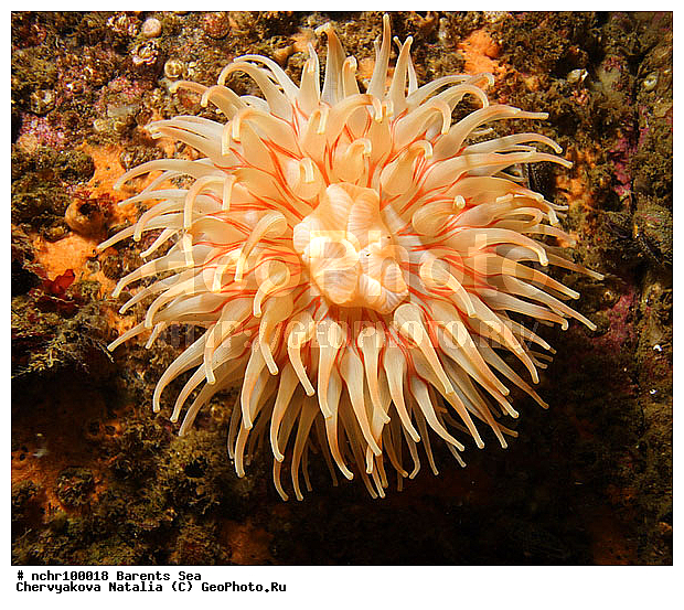 ��������� ����, �������, ������� ��������, �������, ���� ������, �������, ���������� ����, ��������� ��������, ��������� ����, ������, ��������