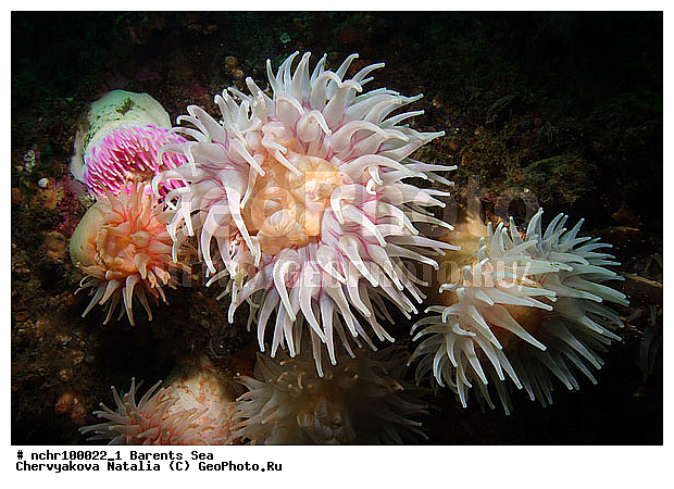 ��������� ����, �������, ������� ��������, �������, ���� ������, �������, ���������� ����, ��������� ��������, ��������� ����, ������, ��������