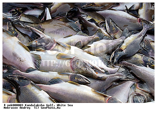 Oncorhynchus gorbuscha, Salmo salar, �������, �������, �����������, �����������, �����������, ����� ����, ����������, ����������, ����������, ������������� �����, �������, ������, ������ , ������� �����, ������, ������ ����, ���������, �������, ������ ������, ���������, ����, ������� ����, ������, �����, ��������, �������, �����������, ����, ������, ��������, ��������, ��������, ������, �����, ������, ������, ������ � �����, �������� ����, ����������� ����, ����� ����, �����������, �����������, ����� ����