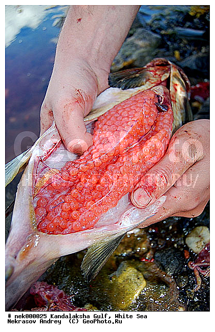 Oncorhynchus gorbuscha, Salmo salar, �������, �������, �����������, �����������, �����������, ����� ����, ����������, ����������, ����������, ������������� �����, �������, ������, ������ , ������� �����, ������, ������ ����, ���������, �������, ������ ������, ���������, ����, ������� ����, ������, �����, ��������, �������, �����������, ����, ������, ��������, ��������, ��������, ������, �����, ������, ������, ������ � �����, �������� ����, ����������� ����, ����� ����, �����������, �����������, ����� ����