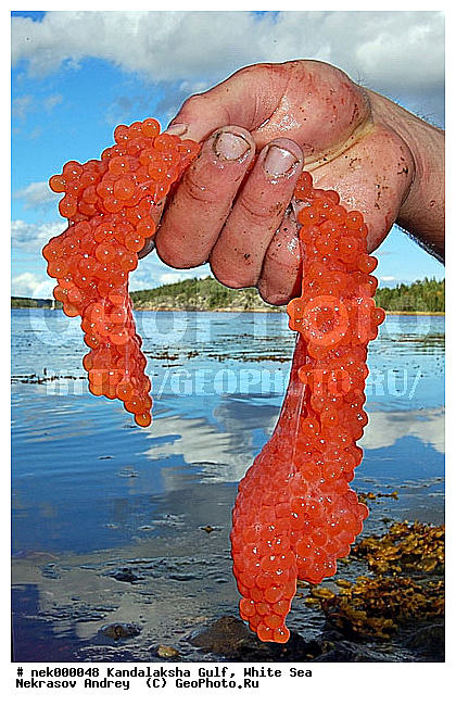 Oncorhynchus gorbuscha, Salmo salar, �������, �������, �����������, �����������, �����������, ����� ����, ����������, ����������, ����������, ������������� �����, �������, ������, ������ , ������� �����, ������, ������ ����, ���������, �������, ������ ������, ���������, ����, ������� ����, ������, �����, ��������, �������, �����������, ����, ������, ��������, ��������, ��������, ������, �����, ������, ������, ������ � �����, �������� ����, ����������� ����, ����� ����, �����������, �����������, ����� ����, �������� ����, ����������� ����, ����� ����, �����������, �����������, ����� ����