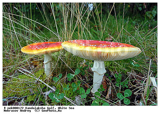 �������, �������, �����������, �����������, �����������, ����� ����, ����������, ����������, ����������, ������������� �����, �������, ������, ������ , ������� �����, ������, ���������, ����, �����, ������ ������, ���������, ������, �����, ��������, �������, �����������, ������, ��������, ��������, ��������, ������, ������, ������, ������ � �����, �������� ����, ����������� ����, ����� ����, �����������, �����������, ����� ����