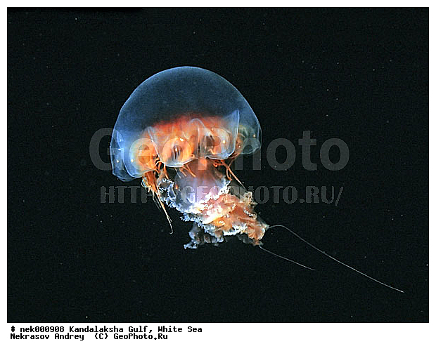 Cnidaria, Coelenterata, Cyanea arctica, Cyanea capillata, Cyaneidae, C���������, Linnaeus, Metazoa, ����������� ������, ����� ����, ��������, ��������, ������������� �����, ����������������, ����������������, ��������������, ������, ��������� ���, ����������, ����������, �����������, ������, �����������, ������, ������ ����, ��������, ����, ������, ������, ������, �����, ������, �������, ������, �������, ����� �������, ��������, ��������, ����, ����, ������, ������, ������� �����, �������, �������, ���������, ��������� ����, ���������, �����, ����������, ���������� ��� ����, ���, ���������, ��������� ����������, ���������, ���������, ���������, ��������� ����������, ���������, ��������� �����, ��� �����, ����������, ��������, ��������, XYZ, Cyaneidae, ���������� ������, Cyanea capillata, Cyanea arctica, ��������, ��������, XYZ, Cyaneidae, ���������� ������, Cyanea capillata, Cyanea arctica