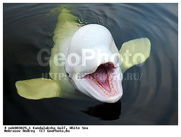 Cetacea, Delphinapterus, Delphinapterus leucas, Delphinidae, Monodontidae, Odontoceti, ����� ����, ������, ������, ������������, ��������, ������������� �����, ������������, �������������, ������� �������������, ������, ��������� ���, �����������, ��������, �����������, ������, ������ ����, ������, ��������, ����, ������, ������, ������, �����, ������, �������, ������, �������, �������, ��������, ����� �������, ��������, ��������, ����, ���, ����, ����, ������� �����, �������, ������� �������������, �������, ���������, ��������� ����, ���������, �����, ����������, ���������� ��� ����, ���, ���������, ��������� ����������, ���������, ���������, ���������, ��������� ����������, ���������, ��������� �����, ��� �����, ����������, ������� �������������, ������� �������������, ������� �����, XYZ, ����������, Monodontidae, ������, Delphinapterus leucas, ������� �������������, ������� �������������, ������� �����, XYZ, ����������, Monodontidae, ������, Delphinapterus leucas, �������� ����, ����������� ����, ����� ����, �����������, �����������, ����� ����