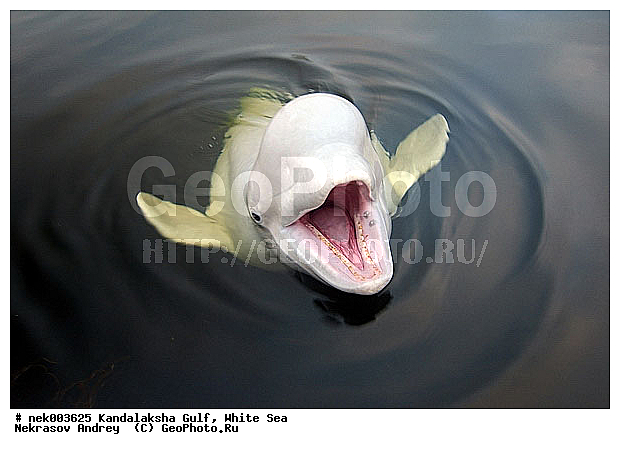 Cetacea, Delphinapterus, Delphinapterus leucas, Delphinidae, Monodontidae, Odontoceti, ����� ����, ������, ������, ������������, ��������, ������������� �����, ������������, �������������, ������� �������������, ������, ��������� ���, �����������, ��������, �����������, ������, ������ ����, ������, ��������, ����, ������, ������, ������, �����, ������, �������, ������, �������, �������, ��������, ����� �������, ��������, ��������, ����, ���, ����, ����, ������� �����, �������, ������� �������������, �������, ���������, ��������� ����, ���������, �����, ����������, ���������� ��� ����, ���, ���������, ��������� ����������, ���������, ���������, ���������, ��������� ����������, ���������, ��������� �����, ��� �����, ����������, ������� �������������, ������� �������������, ������� �����, XYZ, ����������, Monodontidae, ������, Delphinapterus leucas, ������� �������������, ������� �������������, ������� �����, XYZ, ����������, Monodontidae, ������, Delphinapterus leucas, �������� ����, ����������� ����, ����� ����, �����������, �����������, ����� ����