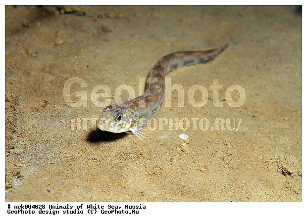 Butterfish, Pholis gunnellus, �������, �����������, �����������, �����������, ����� ����, ����������, ����������, ����������, �������, ��������� ���, �������� ����, ������, �����������, �������, ������, ������ ����, ��������, ����, ������, ������, �����, ������, �������, ������, �������, ����� �������, ��������, ��������, ����� ����, ���������, ����, ����, ������, ������� �����, �������, �������, ���������, ��������� ����, ���������, �����, ����������, ���������� ��� ����, ���, ���������, ��������� ����������, ���������, ���������, ���������, ��������� ����������, ���������, ��������� �����, ��� �����, ��������, ��������, ����������, ����, ����, ������, ��������, ��������, ��������, ������, �������� ����, ����������� ����, ����� ����, �����������, �����������, ����� ����