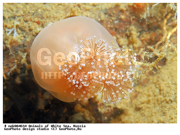 �������, �����������, �����������, �����������, ����� ����, ����������, ����������, ����������, �������, ��������� ���, �������� ����, ������, �����������, �������, ������, ������ ����, ��������, ����, ������, ������, �����, ������, �������, ������, �������, ����� �������, ��������, ��������, ����� ����, ���������, ����, ����, �����, �����������, ������, ������, �����, ��������, ������� �����, �������, �������, ���������, ��������� ����, ���������, �����, ����������, ���������� ��� ����, ���, ���������, ��������� �����������, ��������� ����������, ���������, ���������, ���������, ��������� ����������, ���������, ��������� �����, ��� �����, ��������, ��������, ����������, ������, ��������, ��������, ��������, ������, �������� ����, ����������� ����, ����� ����, �����������, �����������, ����� ����