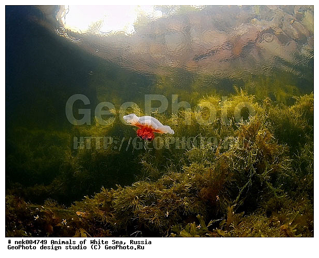 Cnidaria, Coelenterata, Cyanea arctica, Cyanea capillata, Cyaneidae, C���������, Linnaeus, Metazoa, �������, �����������, ����������� ������, �����������, �����������, �����������, ����� ����, ��������, ��������, ����������, ����������, ����������, �������, ����������������, ����������������, ��������������, ��������� ���, �������� ����, ������, ����������, ����������, �����������, ������, �����������, �������, ������, ������ ����, ��������, ����, ������, ������, ������, �����, ������, �������, ������, �������, ����� �������, ��������, ��������, ����� ����, ���������, ����, ����, ������, ������, ������� �����, �������, �������, ���������, ��������� ����, ���������, �����, ����������, ���������� ��� ����, ���, ���������, ��������� ����������, ���������, ���������, ���������, ��������� ����������, ���������, ��������� �����, ��� �����, ��������, ��������, ����������, ������, ��������, ��������, ��������, ������, �������� ����, ����������� ����, ����� ����, �����������, �����������, ����� ����, ��������, ��������, XYZ, Cyaneidae, ���������� ������, Cyanea capillata, Cyanea arctica, ��������, ��������, XYZ, Cyaneidae, ���������� ������, Cyanea capillata, Cyanea arctica