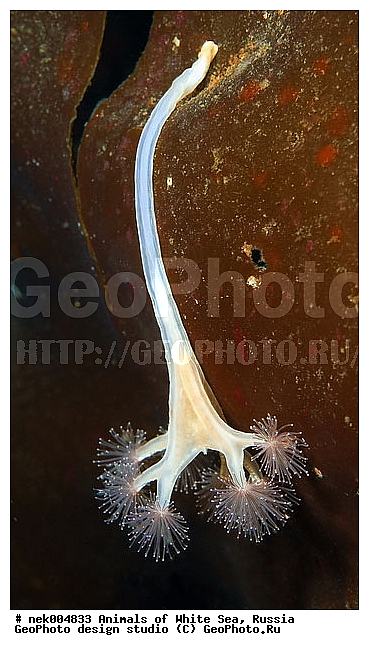 Cnidaria, Coelenterata, C���������, Eumetazoa, Metazoa, Scyphozoa, �������, �����������, �����������, �����������, �����������, ����� ����, ��������, ����������, ����������, ����������, �������, ����������������, ��������������, ��������� ���, �������� ����, ������, ����������, ���������, �����������, �������, ������, ������ ����, ��������, ����, ������, ������, ������, �����, ������, �������, ������, �������, ����� �������, ��������, ��������, ����� ����, ���������, ����, ����, �����, �����������, ������, ������, �����, ��������, ������� �����, �������, �������, ���������, ��������� ����, ���������, �����, ����������, ���������� ��� ����, ���, ���������, ��������� �����������, ��������� ����������, ���������, ���������, ���������, ��������� ����������, ���������, ��������� �����, ��� �����, ��������, ��������, ����������, ������, ��������, ��������, ��������, ������, ������� ������, �������� ����, ����������� ����, ����� ����, �����������, �����������, ����� ����