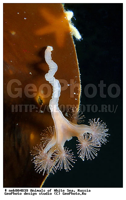 Cnidaria, Coelenterata, C���������, Eumetazoa, Metazoa, Scyphozoa, �������, �����������, �����������, �����������, �����������, ����� ����, ��������, ����������, ����������, ����������, �������, ����������������, ��������������, ��������� ���, �������� ����, ������, ����������, ���������, �����������, �������, ������, ������ ����, ��������, ����, ������, ������, ������, �����, ������, �������, ������, �������, ����� �������, ��������, ��������, ����� ����, ���������, ����, ����, �����, �����������, ������, ������, �����, ��������, ������� �����, �������, �������, ���������, ��������� ����, ���������, �����, ����������, ���������� ��� ����, ���, ���������, ��������� �����������, ��������� ����������, ���������, ���������, ���������, ��������� ����������, ���������, ��������� �����, ��� �����, ��������, ��������, ����������, ������, ��������, ��������, ��������, ������, ������� ������, �������� ����, ����������� ����, ����� ����, �����������, �����������, ����� ����