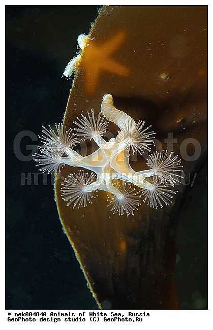 Cnidaria, Coelenterata, C���������, Eumetazoa, Metazoa, Scyphozoa, �������, �����������, �����������, �����������, �����������, ����� ����, ��������, ����������, ����������, ����������, �������, ����������������, ��������������, ��������� ���, �������� ����, ������, ����������, ���������, �����������, �������, ������, ������ ����, ��������, ����, ������, ������, ������, �����, ������, �������, ������, �������, ����� �������, ��������, ��������, ����� ����, ���������, ����, ����, �����, �����������, ������, ������, �����, ��������, ������� �����, �������, �������, ���������, ��������� ����, ���������, �����, ����������, ���������� ��� ����, ���, ���������, ��������� �����������, ��������� ����������, ���������, ���������, ���������, ��������� ����������, ���������, ��������� �����, ��� �����, ��������, ��������, ����������, ������, ��������, ��������, ��������, ������, ������� ������, �������� ����, ����������� ����, ����� ����, �����������, �����������, ����� ����
