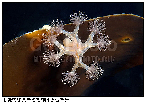 Cnidaria, Coelenterata, C���������, Eumetazoa, Metazoa, Scyphozoa, �������, �����������, �����������, �����������, �����������, ����� ����, ��������, ����������, ����������, ����������, �������, ����������������, ��������������, ��������� ���, �������� ����, ������, ����������, ���������, �����������, �������, ������, ������ ����, ��������, ����, ������, ������, �����, ������, �������, ������, �������, ����� �������, ��������, ��������, ����� ����, ���������, ����, ����, �����, �����������, ������, ������, �����, ��������, ������� �����, �������, �������, ���������, ��������� ����, ���������, �����, ����������, ���������� ��� ����, ���, ���������, ��������� �����������, ��������� ����������, ���������, ���������, ���������, ��������� ����������, ���������, ��������� �����, ��� �����, ��������, ��������, ��������, ����������, ������, ��������, ��������, ��������, ������, ������� ������, �������� ����, ����������� ����, ����� ����, �����������, �����������, ����� ����