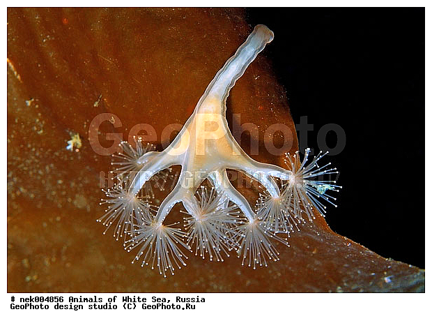 Cnidaria, Coelenterata, C���������, Eumetazoa, Metazoa, Scyphozoa, �������, �����������, �����������, �����������, �����������, ����� ����, ��������, ����������, ����������, ����������, �������, ����������������, ��������������, ��������� ���, �������� ����, ������, ����������, ���������, �����������, �������, ������, ������ ����, ��������, ����, ������, ������, ������, �����, ������, �������, ������, �������, ����� �������, ��������, ��������, ����� ����, ���������, ����, ����, �����, �����������, ������, ������, �����, ��������, ������� �����, �������, �������, ���������, ��������� ����, ���������, �����, ����������, ���������� ��� ����, ���, ���������, ��������� �����������, ��������� ����������, ���������, ���������, ���������, ��������� ����������, ���������, ��������� �����, ��� �����, ��������, ��������, ����������, ������, ��������, ��������, ��������, ������, ������� ������, �������� ����, ����������� ����, ����� ����, �����������, �����������, ����� ����