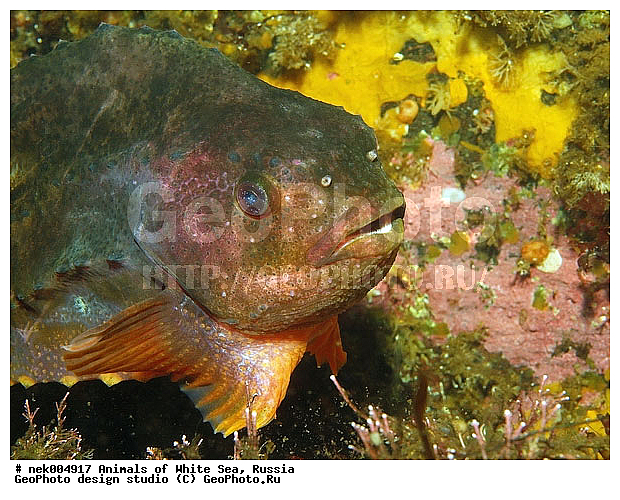 Cyclopterus lumpus, Lumpsucker female, �������, �����������, �����������, �����������, �����������, ����� ����, ����������, ����������, ����������, �������, �������, ��������� ���, �������� ����, ������, �����������, �������, ������, ������ ����, ��������, ����, ������, ������, �����, ������, �������, ������, �������, ����� �������, ��������, ��������, ����� ����, ���������, ����, ����������, ���������, ����, ������� �����, �������, �������, ������� �������, ���������, ��������� ����, ���������, �����, ����������, ���������� ��� ����, ���, ���������, ��������� ����������, ���������, ���������, ���������, ��������� ����������, ���������, ��������� �����, ��� �����, ��������, ��������, ��������, ����������, ����, ����, ������, ��������, ��������, ��������, ������, �������� ����, ����������� ����, ����� ����, �����������, �����������, ����� ����