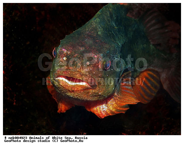 Cyclopterus lumpus, Lumpsucker female, �������, �����������, �����������, �����������, �����������, ����� ����, ����������, ����������, ����������, �������, �������, ��������� ���, �������� ����, ������, �����������, �������, ������, ������ ����, ��������, ����, ������, ������, ������, �����, ������, �������, ������, �������, ����� �������, ��������, ��������, ����� ����, ���������, ����, ����������, ���������, ����, ������� �����, �������, �������, ������� �������, ���������, ��������� ����, ���������, �����, ����������, ���������� ��� ����, ���, ���������, ��������� ����������, ���������, ���������, ���������, ��������� ����������, ���������, ��������� �����, ��� �����, ��������, ��������, ����������, ����, ����, ������, ��������, ��������, ��������, ������, �������� ����, ����������� ����, ����� ����, �����������, �����������, ����� ����