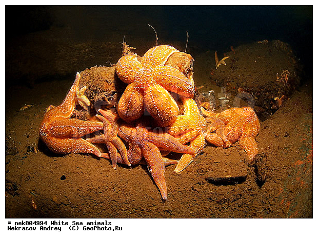 Asterias, Asterias rubens, Asteriidae, Forcipulatida, �������, �����������, �����������, �����������, �����������, ����� ����, ��������, ����������, ����������, ����������, ������, ���������, �������, ������� ��������, ������� ������, ������� �����, ��������� ���, �������� ����, ������, �����������, �������, ������, ������ ����, ��������, ����, ������, ������, �����, ������, �������, ������, �������, ����� �������, ��������, ��������, ����� ����, ���������, ������, ����, ����, ������� �����, ������� ������, �������, �������, ���������, ��������� ����, ���������, �����, ����������, ���������� ��� ����, ���, ���������, ��������� ����������, ���������, ���������, ���������, ��������� ����������, ���������, ��������� �����, ��� �����, ��������, ��������, ��������, ����������, ������, ��������, ��������, ��������, ������, �������� ����, ����������� ����, ����� ����, �����������, �����������, ����� ����