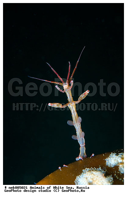 Amphipoda, Caprella, Caprella linearis, �������, �����������, �����������, �����������, �����������, ����� ����, ���������, ������ ����, ��������, ����������, ����������, ����������, �������, ������� �������, ��������� ���, �������� ����, ������������, ������, �������������, �����������, �������, �������, ������, ������ ����, ��������, ����, ������, ������, ������, �����, ������, �������, ������, �������, ����� �������, ��������, ��������, ����� ����, ���������, ����, ����, �����, �����������, �����, ��������, ������� �����, �������, �������, ���������, ��������� ����, ���������, �����, ����������, ���������� ��� ����, ���, ���������, ��������� �����������, ��������� ����������, ���������, ���������, ���������, ��������� ����������, ���������, ��������� �����, ��� �����, ��������, ��������, ����������, ������, ��������, ��������, ��������, ������, Caprellidae, Aeginellidae, Phtisicidae, Phtisicoidea, Protellidae, Pariambidae, Caprella linearis , �������� ����, ����������� ����, ����� ����, �����������, �����������, ����� ����