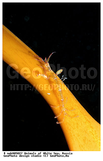 Amphipoda, Caprella, Caprella linearis, �������, �����������, �����������, �����������, �����������, ����� ����, ���������, ������ ����, ��������, ����������, ����������, ����������, �������, ������� �������, ��������� ���, �������� ����, ������������, ������, �������������, �����������, �������, �������, ������, ������ ����, ��������, ����, ������, ������, ������, �����, ������, �������, ������, �������, ����� �������, ��������, ��������, ����� ����, ���������, ����, ����, �����, �����������, �����, ��������, ������� �����, �������, �������, ���������, ��������� ����, ���������, �����, ����������, ���������� ��� ����, ���, ���������, ��������� �����������, ��������� ����������, ���������, ���������, ���������, ��������� ����������, ���������, ��������� �����, ��� �����, ��������, ��������, ����������, ������, ��������, ��������, ��������, ������, Caprellidae, Aeginellidae, Phtisicidae, Phtisicoidea, Protellidae, Pariambidae, Caprella linearis , �������� ����, ����������� ����, ����� ����, �����������, �����������, ����� ����