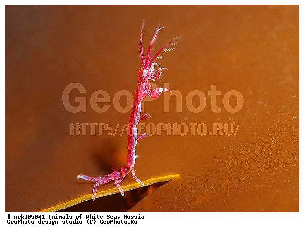 Amphipoda, Caprella, Caprella linearis, �������, �����������, �����������, �����������, �����������, ����� ����, ���������, ������ ����, ��������, ����������, ����������, ����������, �������, ������� �������, ��������� ���, �������� ����, ������������, ������, �������������, �����������, �������, �������, ������, ������ ����, ��������, ����, ������, ������, ������, �����, ������, �������, ������, �������, ����� �������, ��������, ��������, ����� ����, ���������, ����, ����, �����, �����������, �����, ��������, ������� �����, �������, �������, ���������, ��������� ����, ���������, �����, ����������, ���������� ��� ����, ���, ���������, ��������� �����������, ��������� ����������, ���������, ���������, ���������, ��������� ����������, ���������, ��������� �����, ��� �����, ��������, ��������, ����������, ������, ��������, ��������, ��������, ������, Caprellidae, Aeginellidae, Phtisicidae, Phtisicoidea, Protellidae, Pariambidae, Caprella linearis , �������� ����, ����������� ����, ����� ����, �����������, �����������, ����� ����