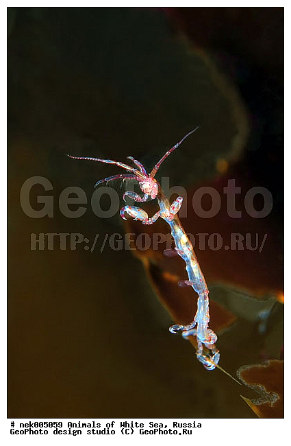 Amphipoda, Caprella, Caprella linearis, �������, �����������, �����������, �����������, �����������, ����� ����, ���������, ������ ����, ��������, ����������, ����������, ����������, �������, ������� �������, ��������� ���, �������� ����, ������������, ������, �������������, �����������, �������, �������, ������, ������ ����, ��������, ����, ������, ������, ������, �����, ������, �������, ������, �������, ����� �������, ��������, ��������, ����� ����, ���������, ����, ����, �����, �����������, �����, ��������, ������� �����, �������, �������, ���������, ��������� ����, ���������, �����, ����������, ���������� ��� ����, ���, ���������, ��������� �����������, ��������� ����������, ���������, ���������, ���������, ��������� ����������, ���������, ��������� �����, ��� �����, ��������, ��������, ����������, ������, ��������, ��������, ��������, ������, Caprellidae, Aeginellidae, Phtisicidae, Phtisicoidea, Protellidae, Pariambidae, Caprella linearis , �������� ����, ����������� ����, ����� ����, �����������, �����������, ����� ����