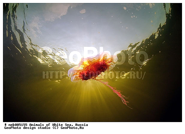 Cnidaria, Coelenterata, Cyanea arctica, Cyanea capillata, Cyaneidae, C���������, Linnaeus, Metazoa, �������, �����������, ����������� ������, �����������, �����������, �����������, ����� ����, ��������, ��������, ����������, ����������, ����������, �������, ����������������, ����������������, ��������������, ��������� ���, �������� ����, ������, ����������, ����������, �����������, ������, �����������, �������, ������, ������ ����, ��������, ����, ������, ������, ������, �����, ������, �������, ������, �������, ����� �������, ��������, ��������, ����� ����, ���������, ����, ����, ������, ������, ������� �����, �������, �������, ���������, ��������� ����, ���������, �����, ����������, ���������� ��� ����, ���, ���������, ��������� ����������, ���������, ���������, ���������, ��������� ����������, ���������, ��������� �����, ��� �����, ��������, ��������, ����������, ������, ��������, ��������, ��������, ������, �������� ����, ����������� ����, ����� ����, �����������, �����������, ����� ����, ��������, ��������, XYZ, Cyaneidae, ���������� ������, Cyanea capillata, Cyanea arctica, ��������, ��������, XYZ, Cyaneidae, ���������� ������, Cyanea capillata, Cyanea arctica