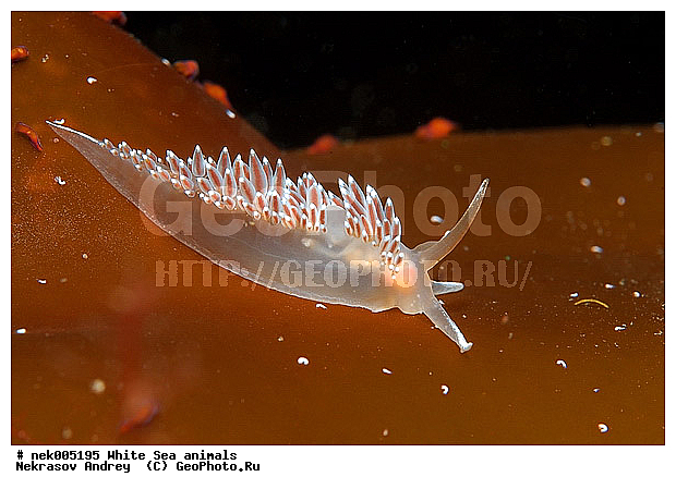 �������, �����������, �����������, �����������, �����������, ����� ����, ������������, ����������, ����������, ����������, �������, ��������� ���, �������� ����, ������, ���������, �����������, �������, ������, ������ ����, ��������, ����, ������, ������, ������, �����, ������, �������, ������������, ������������, ������, �������, ����� �������, ��������, ��������, ��������, ����� ����, ���������, ����, ����, �����, �����������, �����������, �����, ��������, �������, ��������, ������� �����, �������, �������, ������� �������, ��������, ����������, ���������, ��������� ����, ���������, �����, ����������, ���������� ��� ����, ���, ���������, ��������� �����������, ��������� ����������, ���������, ���������, ���������, ��������� ����������, ���������, ��������� �����, ��� �����, ��������, ��������, ����������, ������, ��������, ��������, ��������, ������, �������, ������, �������, ������������, ������������, �������� ����, ����������� ����, ����� ����, �����������, �����������, ����� ����