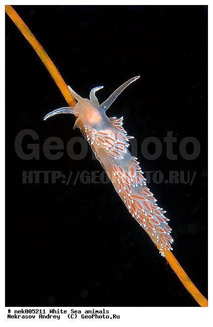 �������, �����������, �����������, �����������, �����������, ����� ����, ������������, ������������ �������, ����������, ����������, ����������, �������, ��������� ���, �������� ����, ������, ���������, �����������, �������, ������, ������ ����, ��������, ����, ������, ������, �����, ������, �������, ������������, ������������, ������, �������, ����� �������, ��������, ��������, ��������, ����� ����, ���������, ����, ����, �����, �����������, �����������, �����, ��������, �������, ��������, ������� �����, �������, �������, ������� �������, ��������, ����������, ���������, ��������� ����, ���������, �����, ����������, ���������� ��� ����, ���, ���������, ��������� �����������, ��������� ����������, ���������, ���������, ���������, ��������� ����������, ���������, ��������� �����, ��� �����, ��������, ��������, ��������, ����������, ������, ��������, ��������, ��������, ������, �������, ������, �������, ������������, ������������, �������� ����, ����������� ����, ����� ����, �����������, �����������, ����� ����