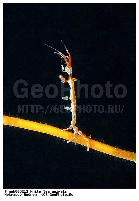 Amphipoda, Caprella, Caprella linearis, �������, �����������, �����������, �����������, �����������, ����� ����, ���������, ������ ����, ��������, ����������, ����������, ����������, �������, ������� �������, ��������� ���, �������� ����, ������������, ������, �������������, �����������, �������, �������, ������, ������ ����, ��������, ����, ������, ������, �����, ������, �������, ������, �������, ����� �������, ��������, ��������, ����� ����, ���������, ����, ����, �����, �����������, �����, ��������, ������� �����, �������, �������, ���������, ��������� ����, ���������, �����, ����������, ���������� ��� ����, ���, ���������, ��������� �����������, ��������� ����������, ���������, ���������, ���������, ��������� ����������, ���������, ��������� �����, ��� �����, ��������, ��������, ��������, ����������, ������, ��������, ��������, ��������, ������, Caprellidae, Aeginellidae, Phtisicidae, Phtisicoidea, Protellidae, Pariambidae, Caprella linearis , �������� ����, ����������� ����, ����� ����, �����������, �����������, ����� ����